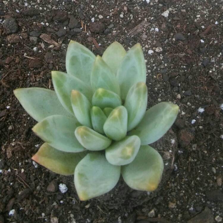 plant image 192346