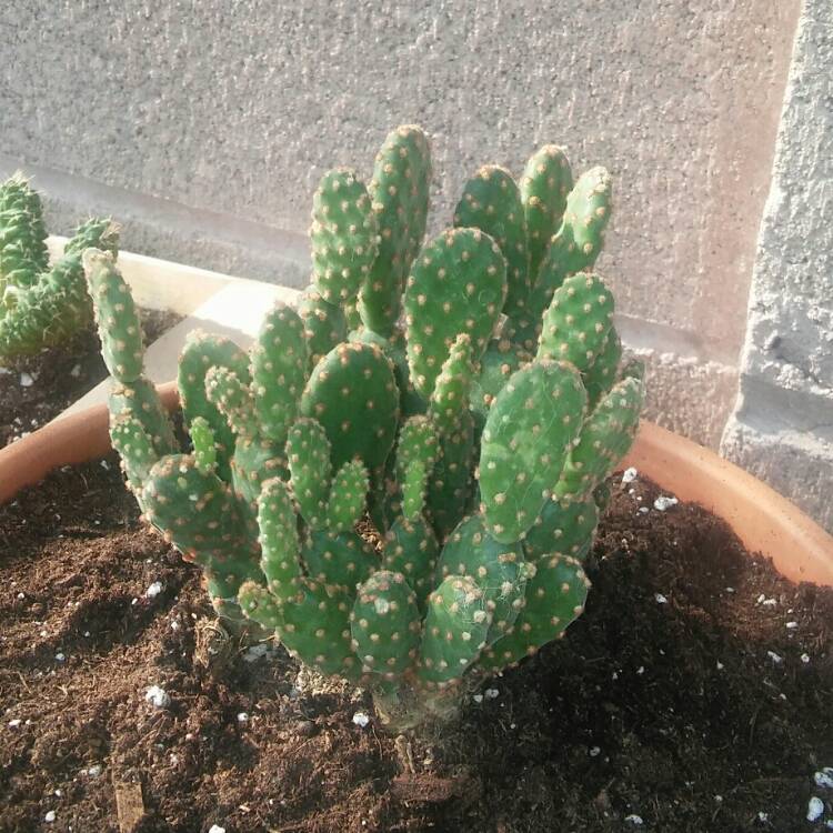 Plant image Opuntia rufida minima 'Monstrose'