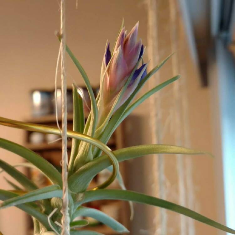 Plant image Tillandsia bergeri