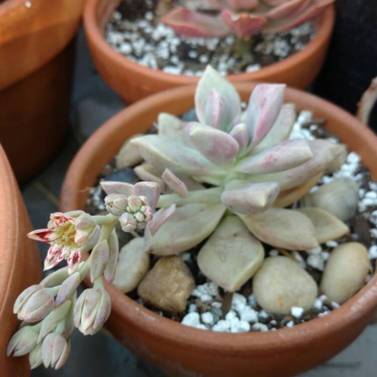 Plant image Graptopetalum Marquise de Sevigne