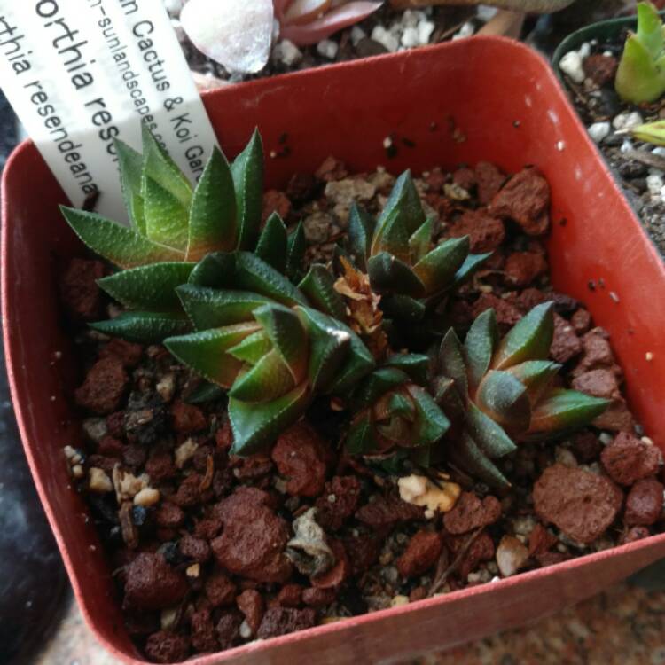 Plant image Haworthia