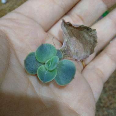 Echeveria Perle Von Nurnberg