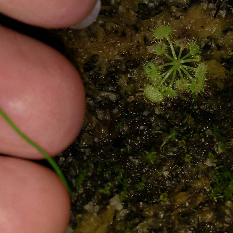 Plant image Drosera Spathulata