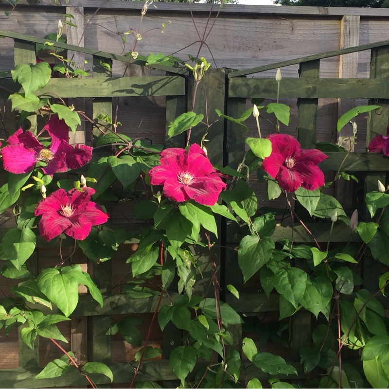 Clematis 'Red Cardinal'