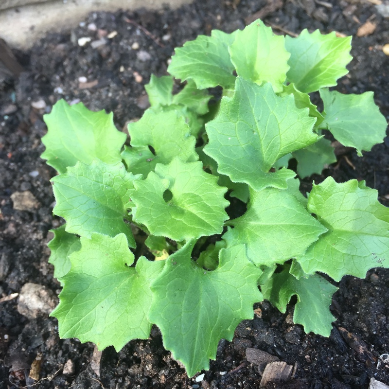 Doronicum orientale