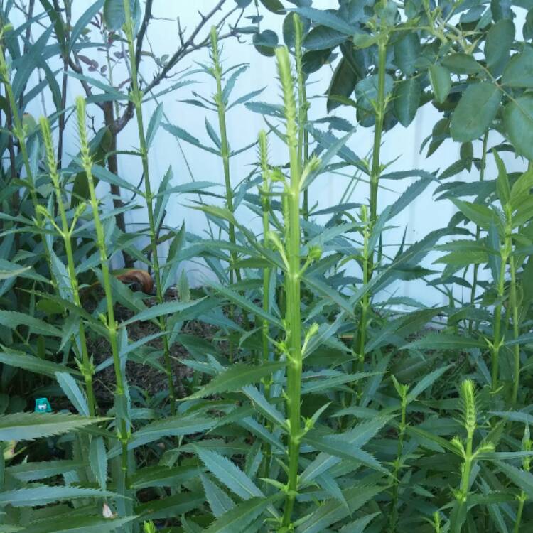 Plant image Physostegia virginiana 'Summer Snow'