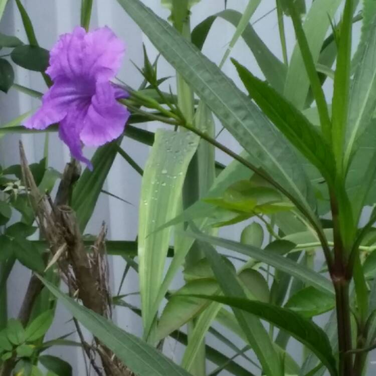 Plant image Ruellia brittoniana 'Purple Showers'