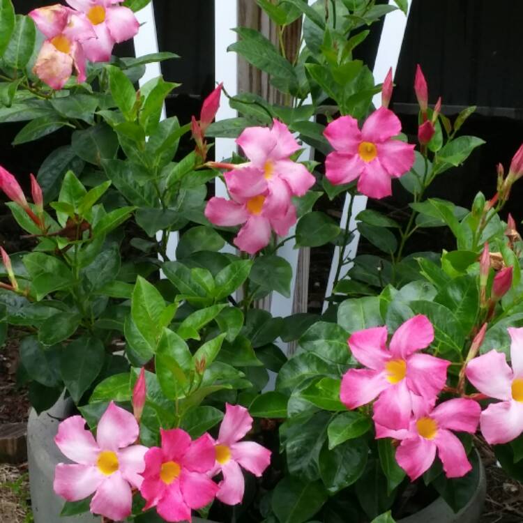 Plant image Mandevilla 'Sunmandecos' syn. Mandevilla 'Sun Parasol Giant Pink', Mandevilla 'Sundaville Cosmos Pink'