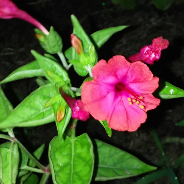 plant image 504762