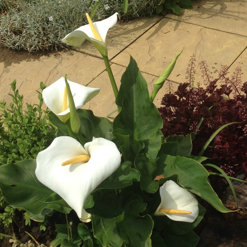 Zantedeschia rehmannii