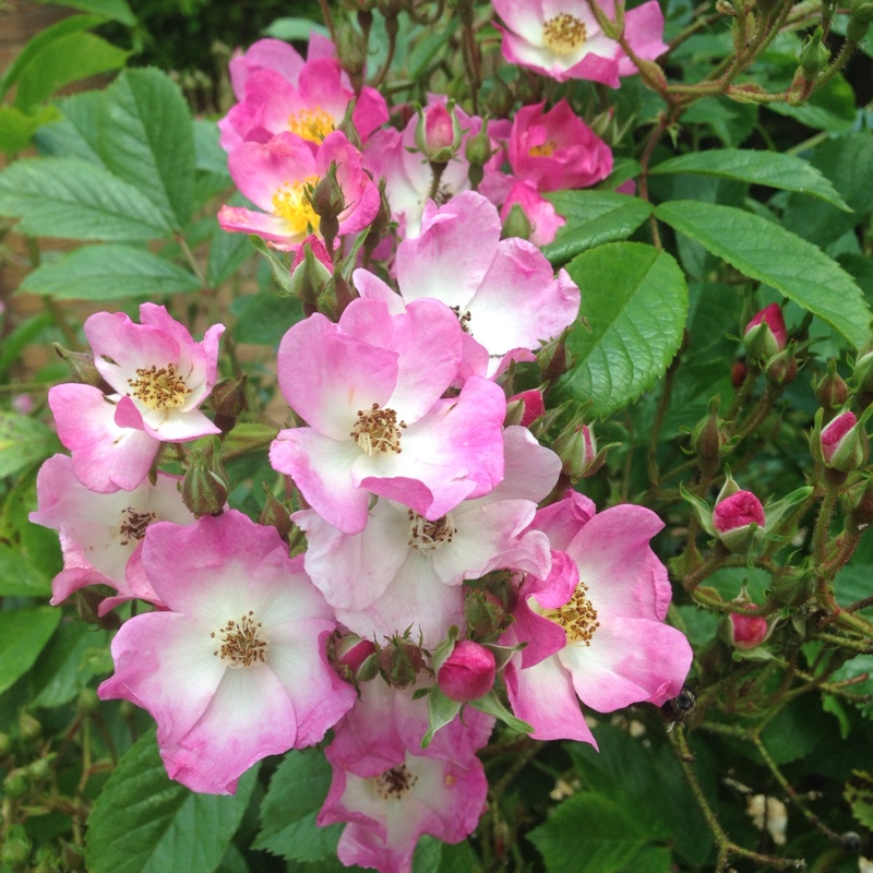 Plant image Rosa 'Ballerina'