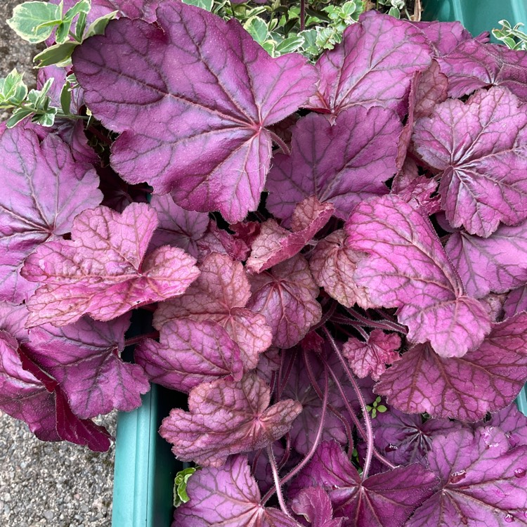 Plant image Heuchera sanguinea