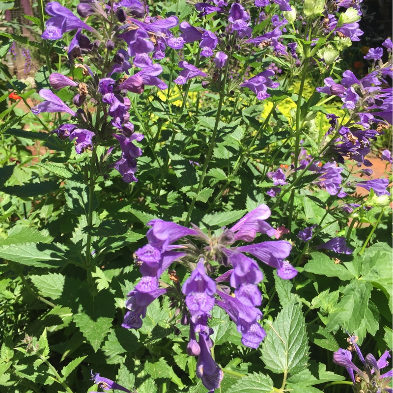 Agastache 'Blue Fortune'