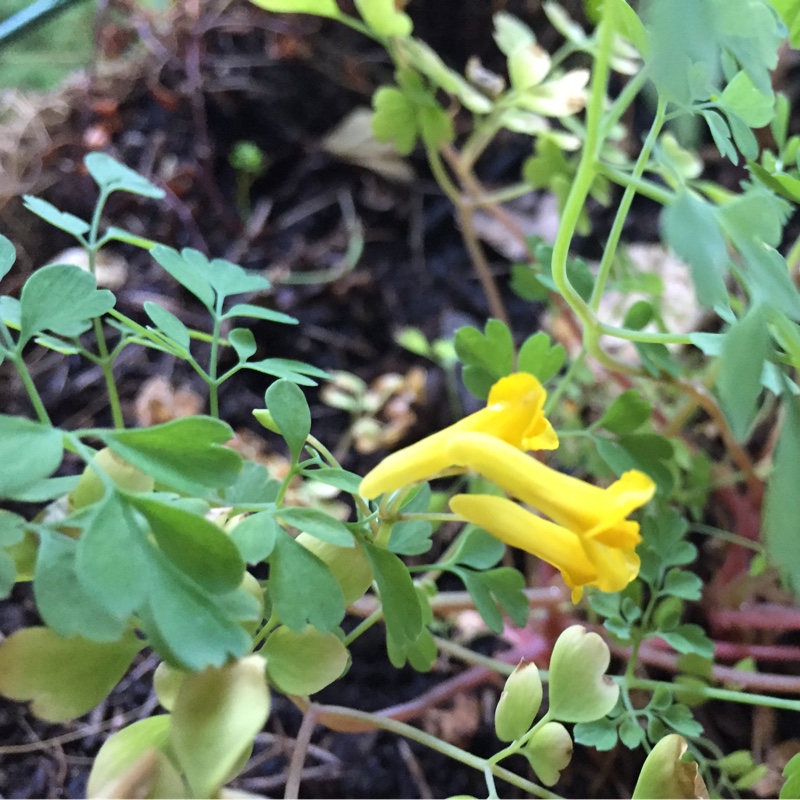 Plant image Pseudofumaria lutea syn. Corydalis Lutea,