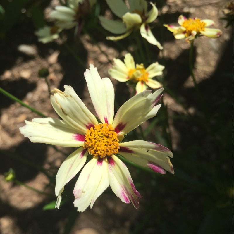 plant image 150453