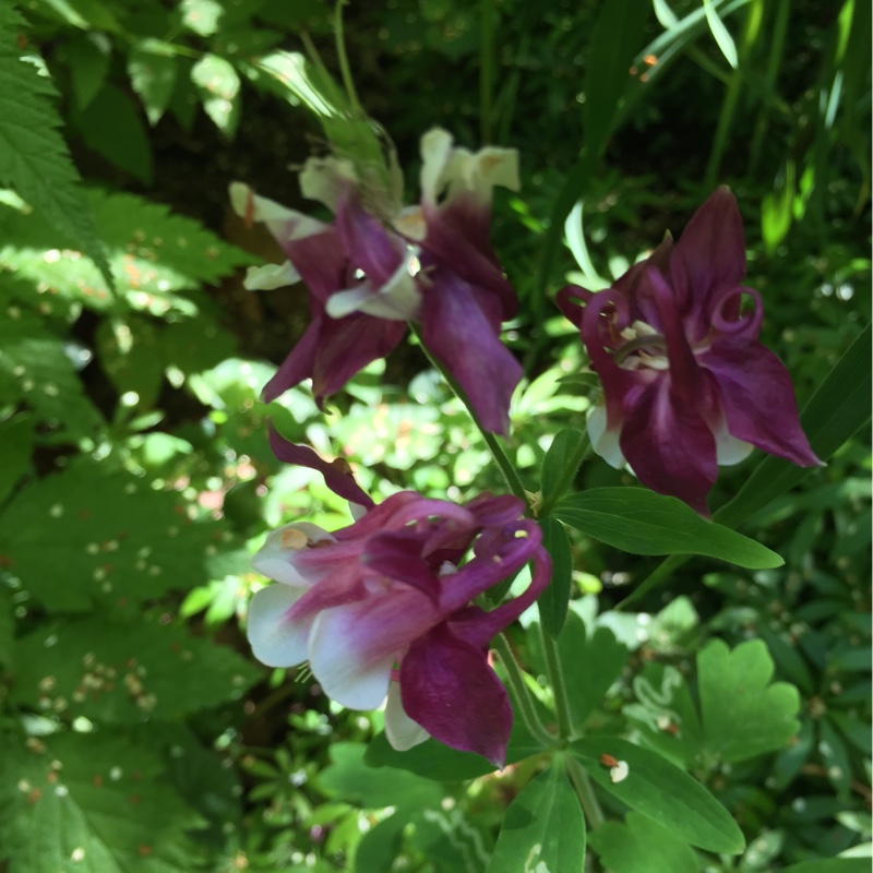 Plant image Aquilegia vulgaris 'Petticoat Pink'