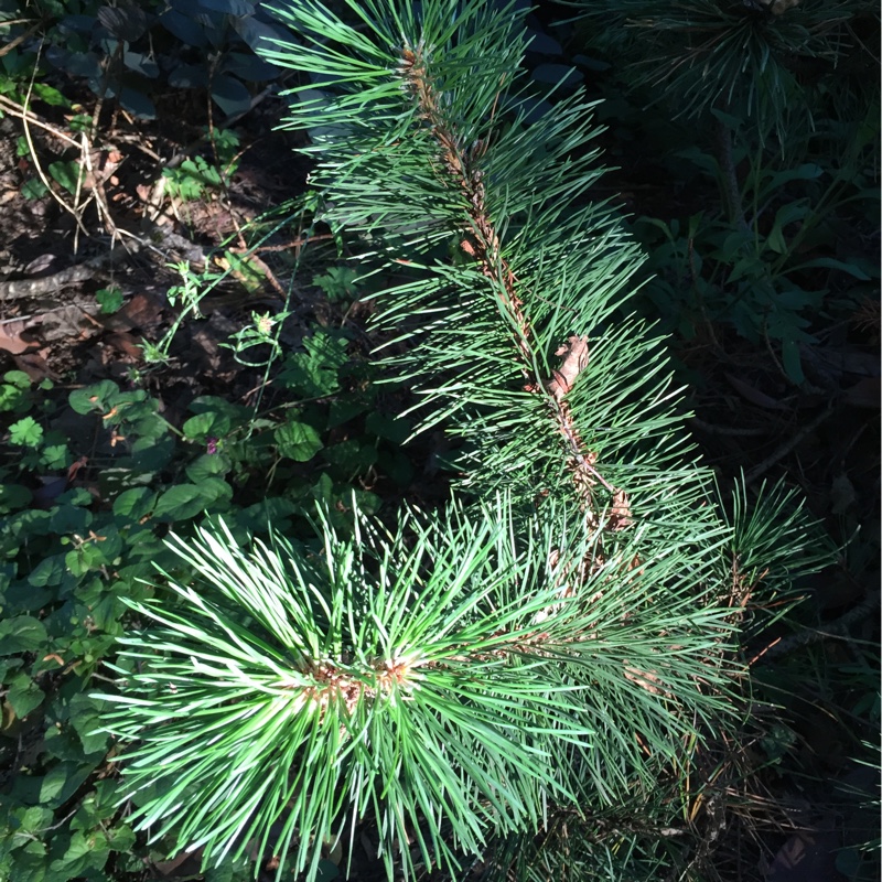 Plant image Pinus mugo 'Mops'