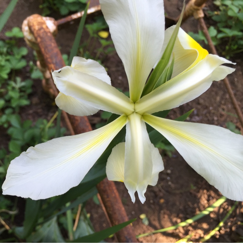 Plant image Iris sibirica 'Caesar's Brother'