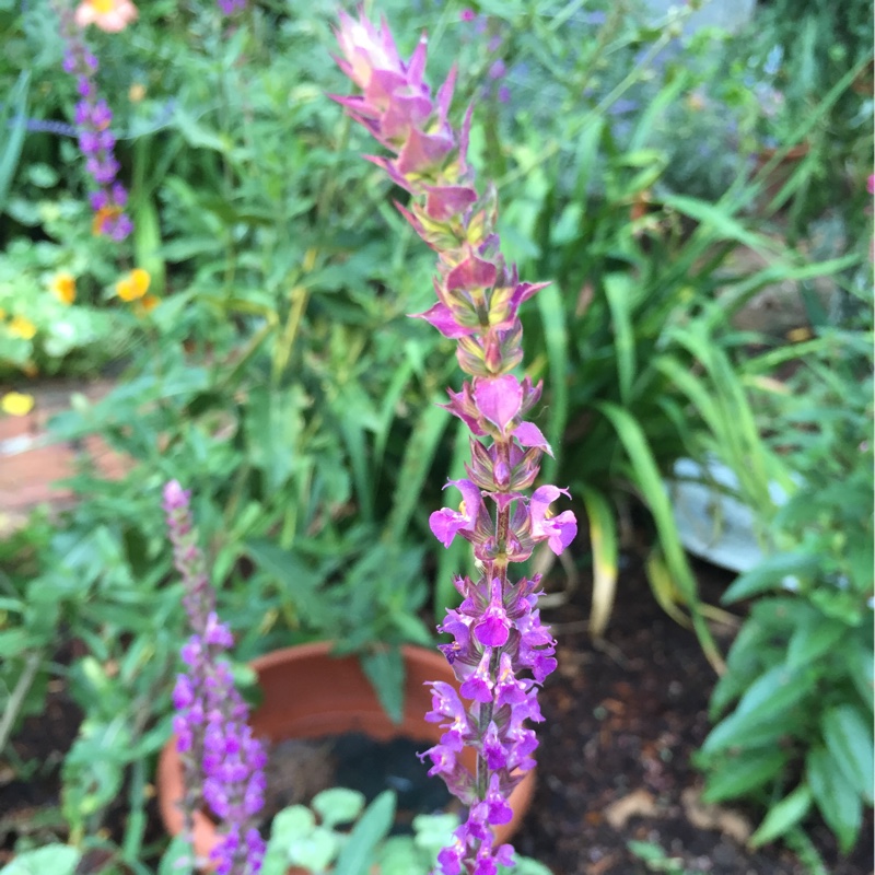 Plant image Salvia x sylvestris 'Rose Queen'