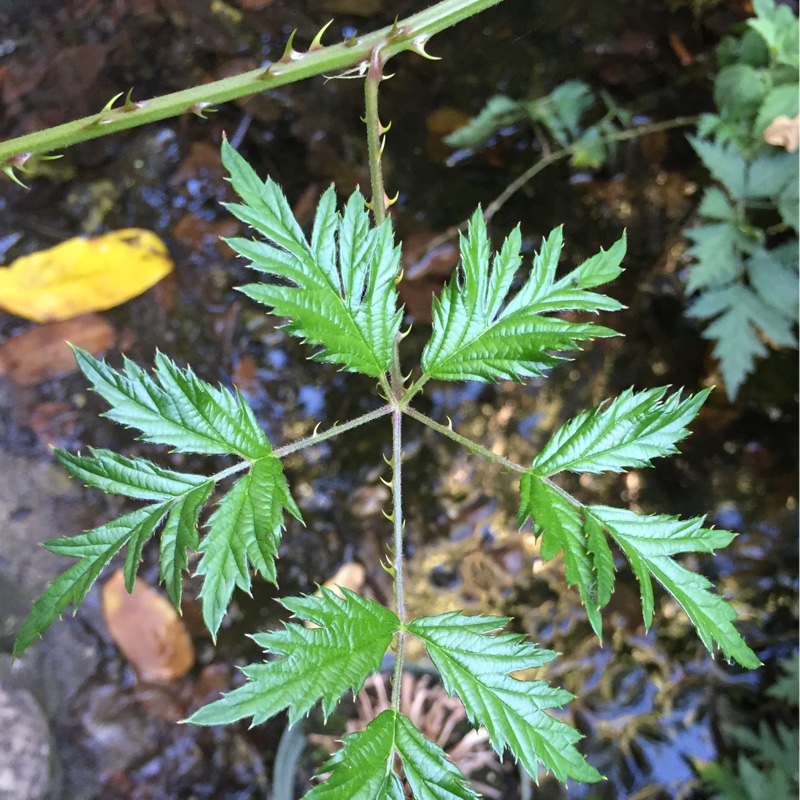 Plant image Rubus laciniatus