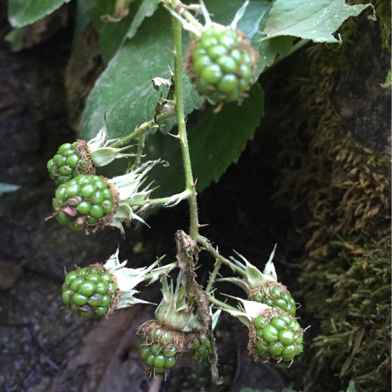 Plant image Rubus laciniatus