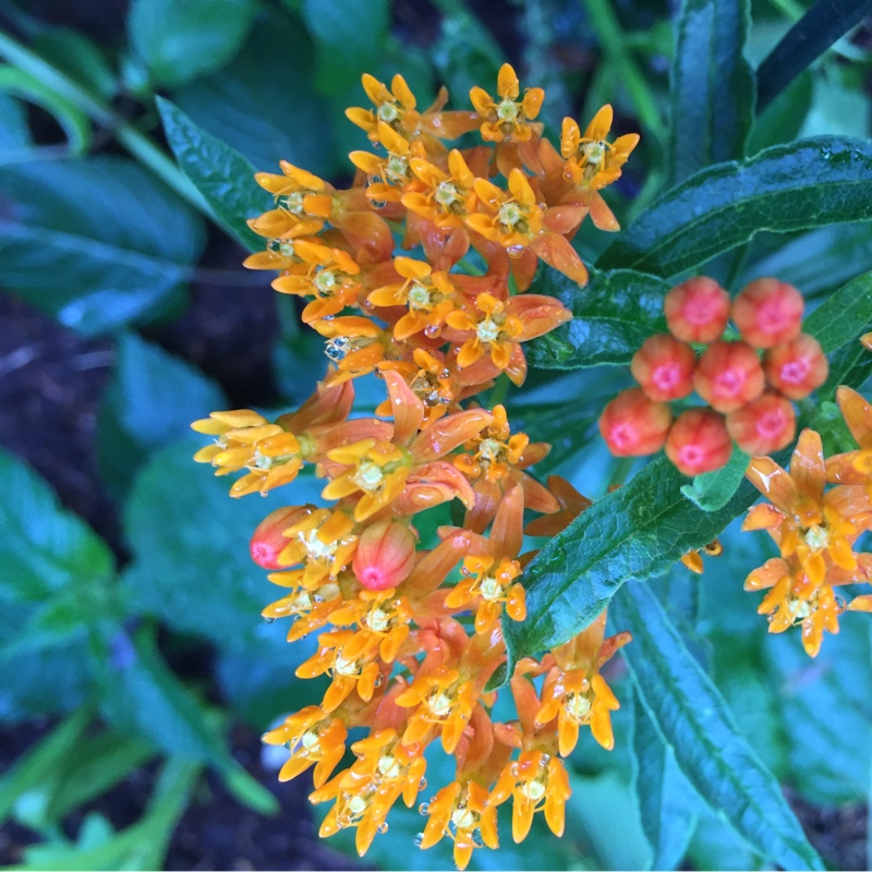 Asclepias tuberosa