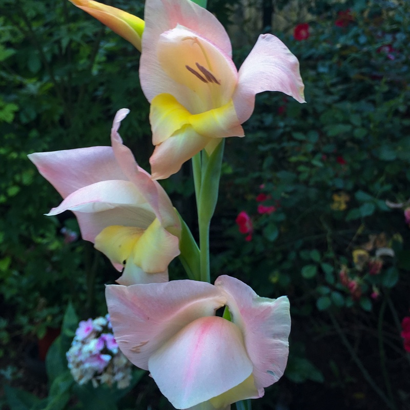 Gladiolus delenii 'Bolivian Peach'