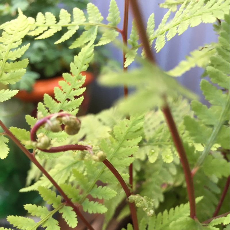 Plant image Athyrium filix-femina var. augustum 'Lady In Red'