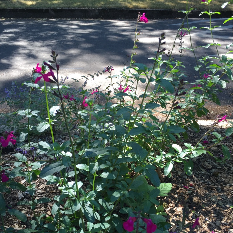 Salvia greggii 'Raspberry Delight'