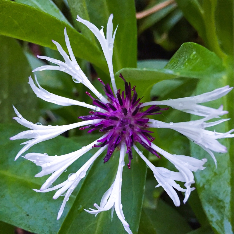 Centaurea montana 'Amethyst In Snow'