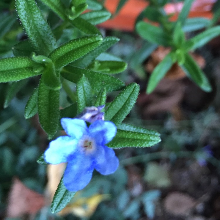 Plant image Lithodora diffusa 'Blue Star'