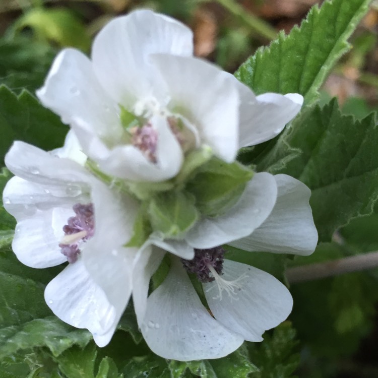 Plant image Althaea officinalis 'Romney Marsh'