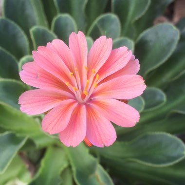 Lewisia Cotyledon