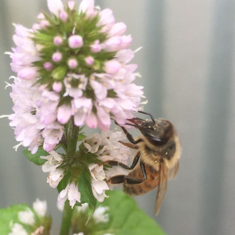 Plant image Mentha spicata