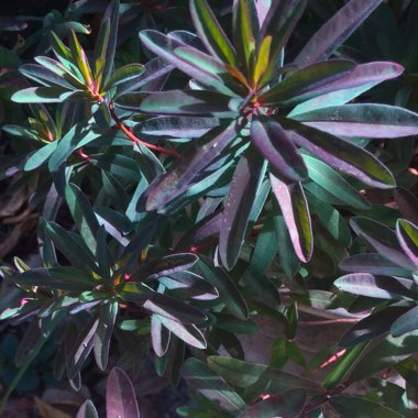 Euphorbia epithymoides 'Bonfire'