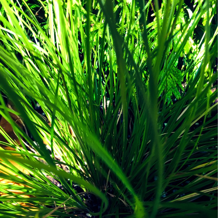 Plant image Carex Testacea