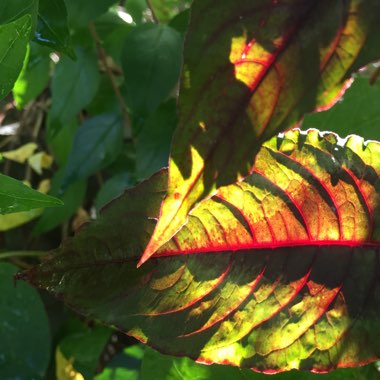 Persicaria microcephala 'Red Dragon'