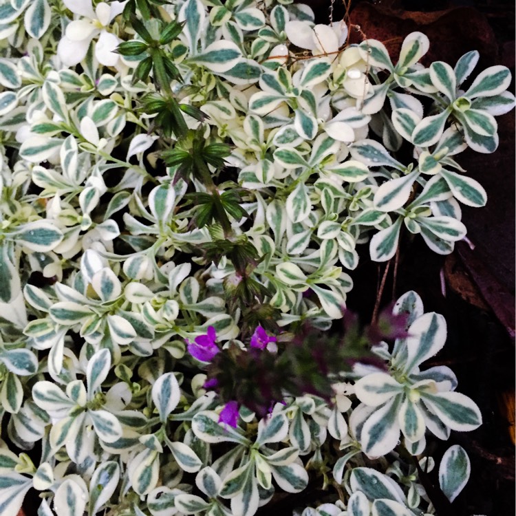 Plant image Silene 'Druett's Variegated'