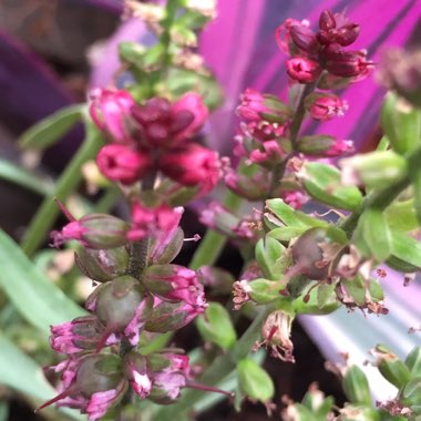 Lysimachia atropurpurea 'Beaujolais'