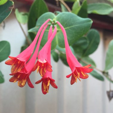 Lonicera 'Mandarin'