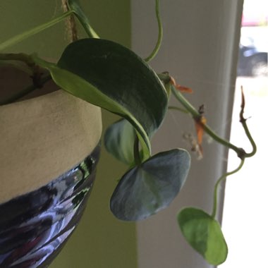 Philodendron scandens