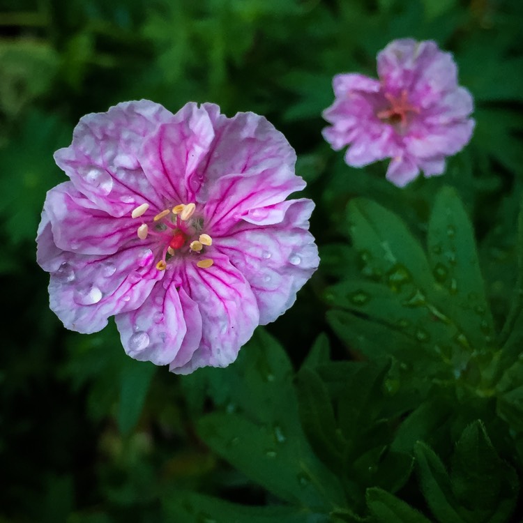 Plant image Geranium sanguineum