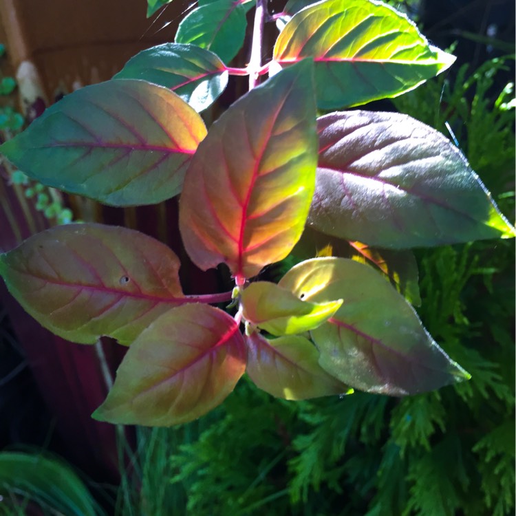 Plant image Fuchsia 'Autumnale'