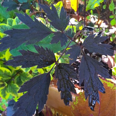 Actaea simplex 'Hillside Black Beauty'