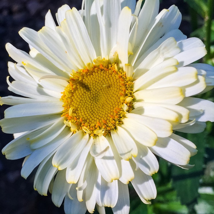 Plant image Leucanthemum x superbum 'Real Dream'