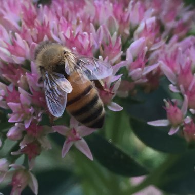 Hylotelephium Herbstfreude