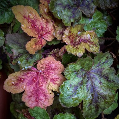 x Heucherella 'Redstone Falls'