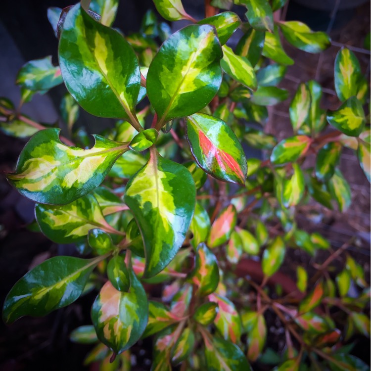 Plant image Coprosma repens 'Evening Star'