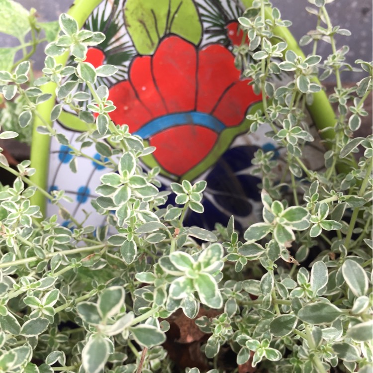 Plant image Thymus 'Silver Queen'