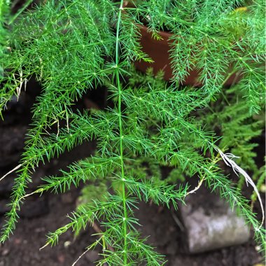 Asparagus aethiopicus 'Sprengeri' syn. A. densiflorus